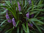 Liriope muscari - Royal Purple