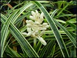 Ophiopogon intermedians Alba Variegata - Stripey-White