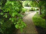 Ophiopogon-japonicus-Nana-Border