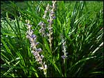 Liriope-Spicata