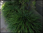 Liriope muscari - Big-Blue