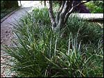 Liriope muscari - Evergreen-Giant