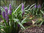 Liriope muscari - Royal Purple