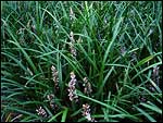 Liriope muscari - Samantha