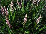 Liriope muscari - Samantha