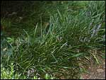 Liriope-Spicata