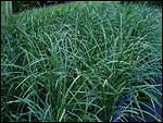 Liriope-spicata-Silver-Dragon