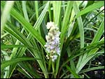 Liriope-spicata-Silver-Dragon