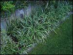 Liriope-spicata-Silver-Dragon