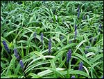 Liriope muscari - Gold Band