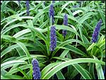 Liriope muscari - Gold Band