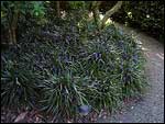 Liriope muscari