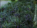 Liriope muscari