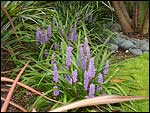 Liriope muscari