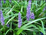 Liriope muscari