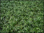 Dwarf Mondo Grass