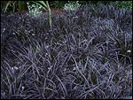 Ophiopogon planiscapus - Black Dragon